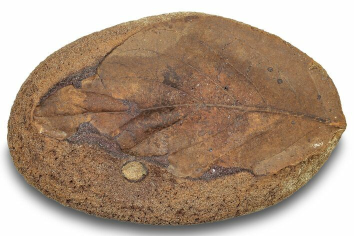 Fossil Leaf (Magnolia?) Nodule - Hell Creek Formation #253020